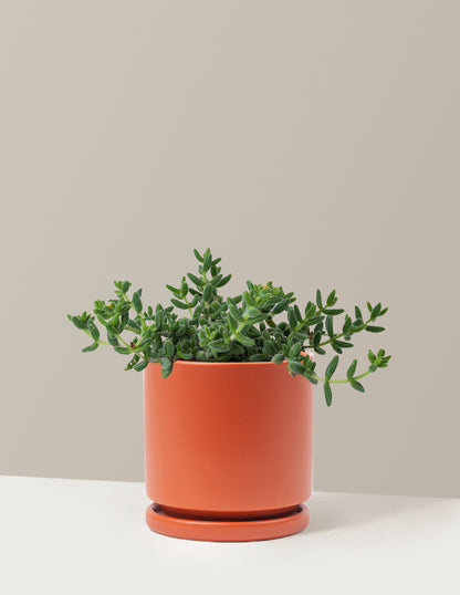 Pickle Plant