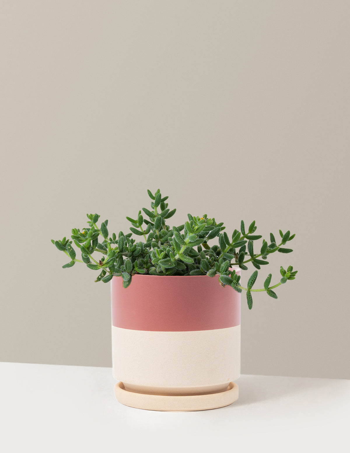 bundle | Medium | Isabella | Top Half Dusty Rose