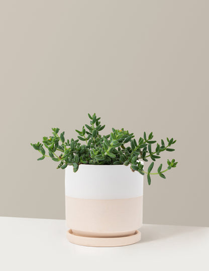 Pickle Plant