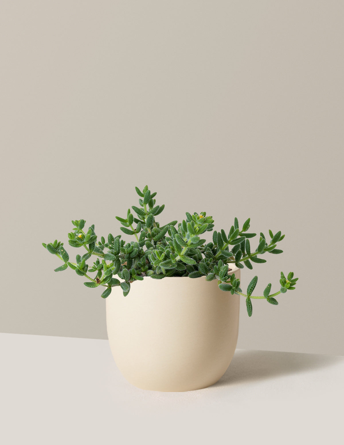 Plant Of The Month Club