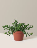 bundle | Medium | Grow Pot