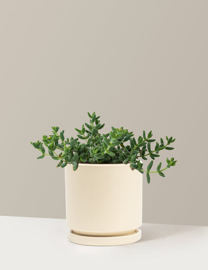 Pickle Plant