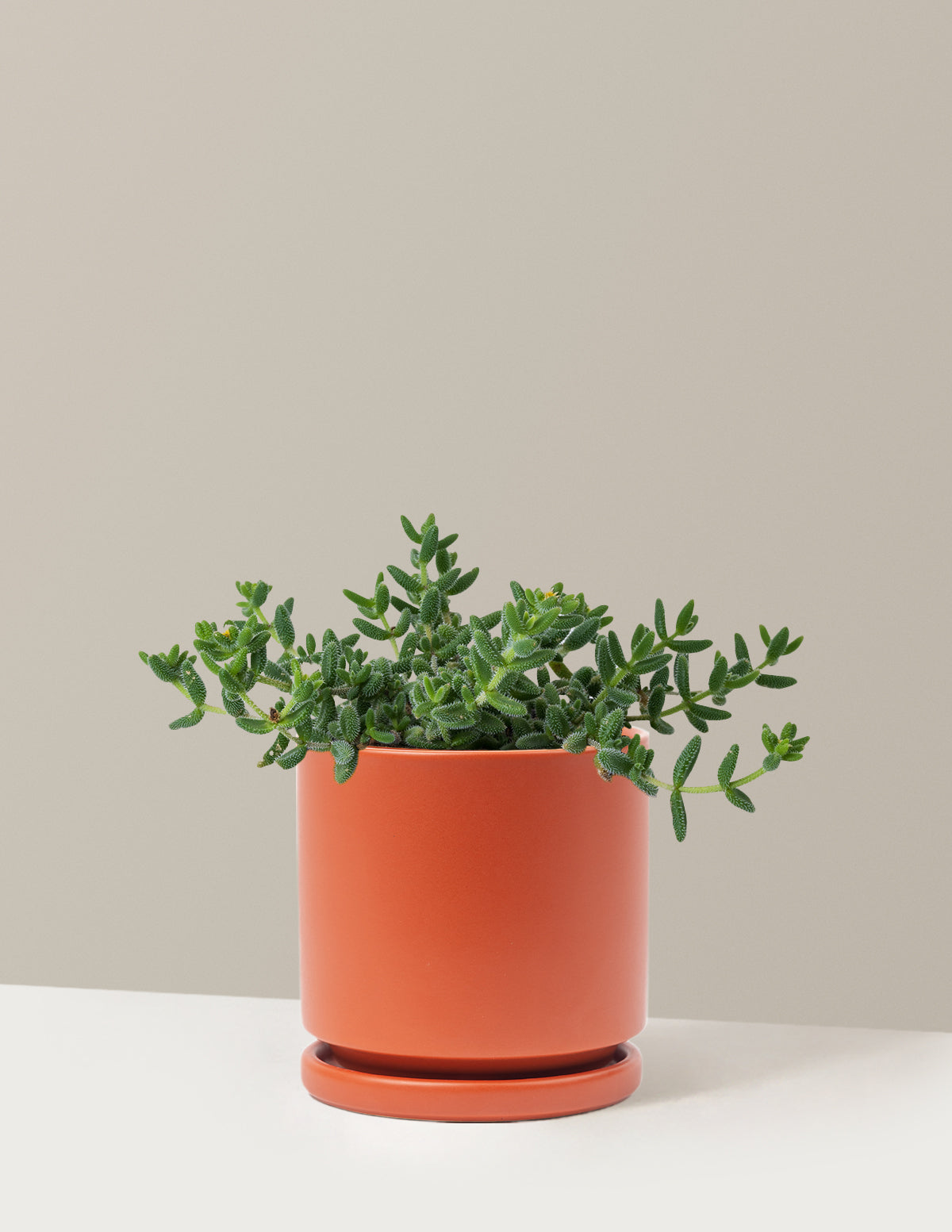 Pickle Plant