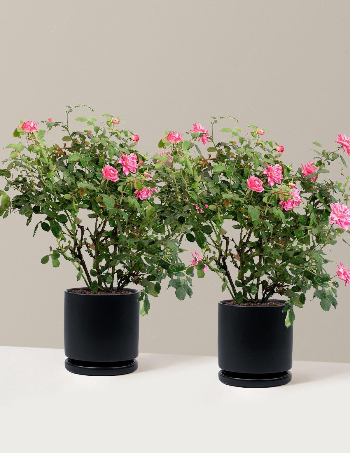Pink Double Knock Out® Rose