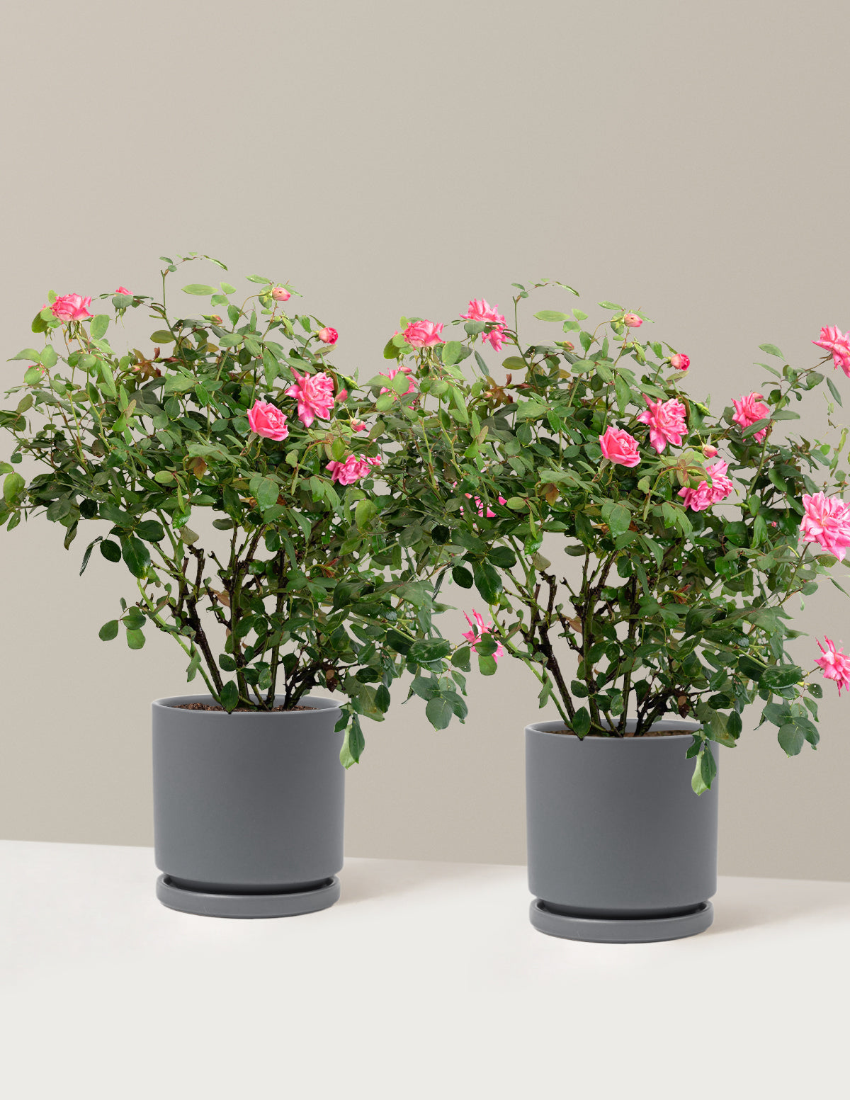 Pink Double Knock Out® Rose