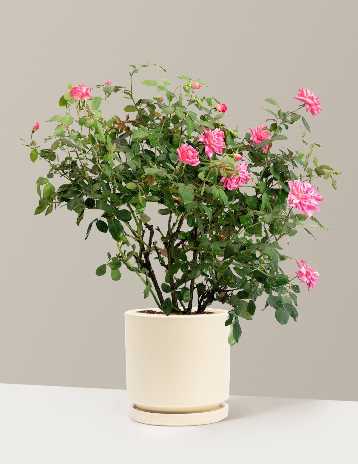 Pink Double Knock Out® Rose