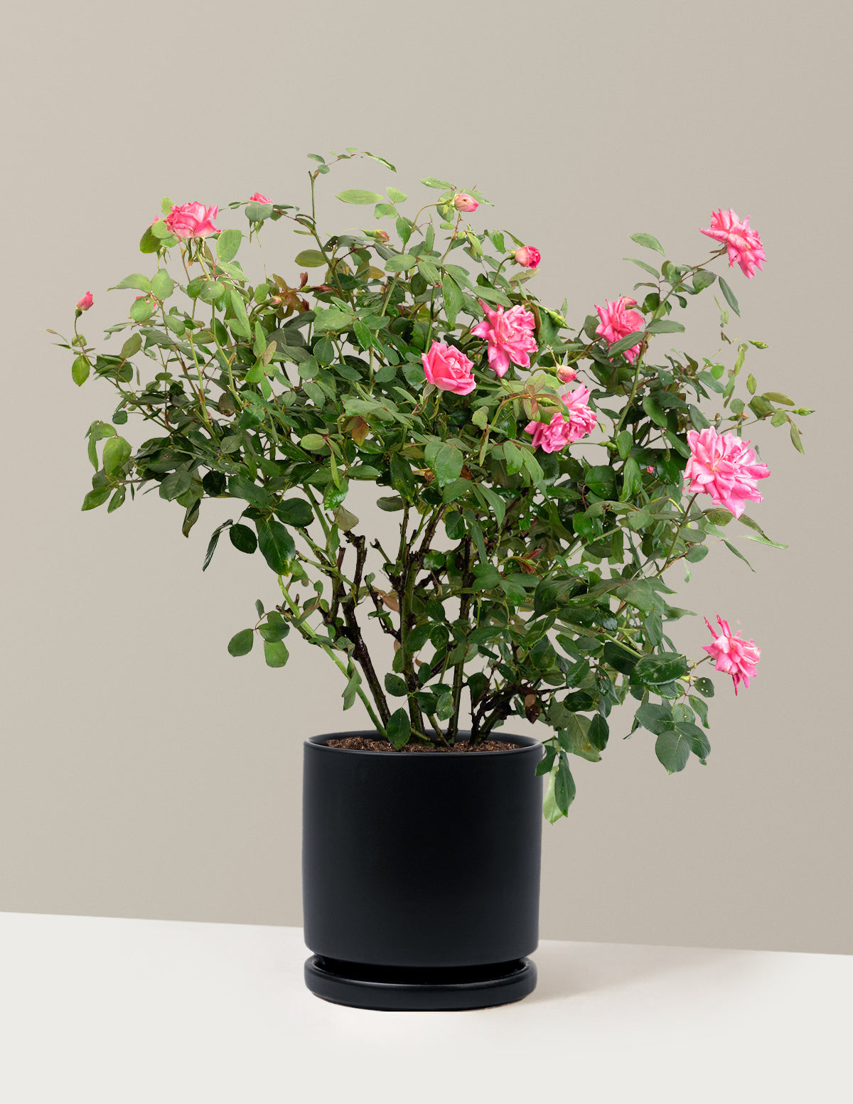 Pink Double Knock Out® Rose