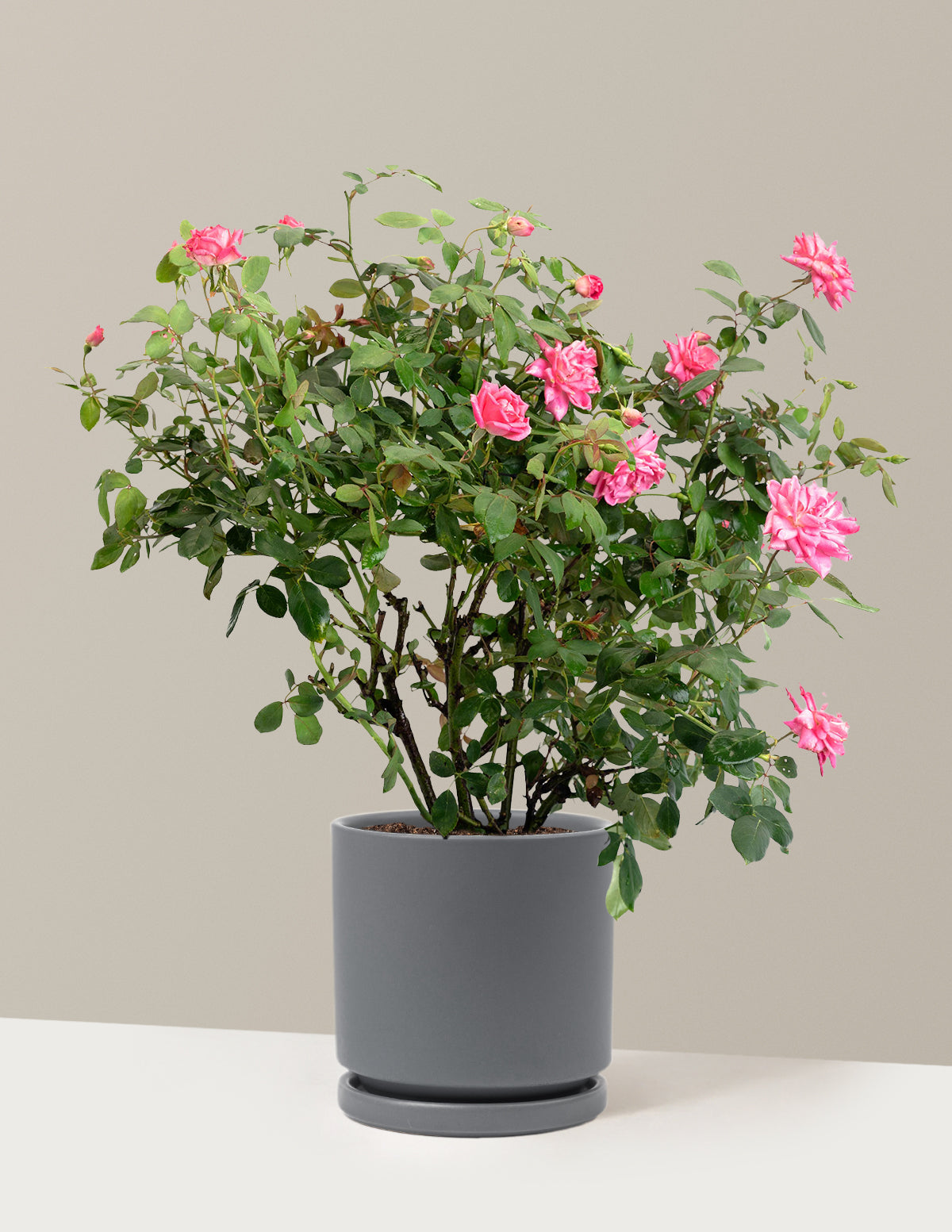Pink Double Knock Out® Rose
