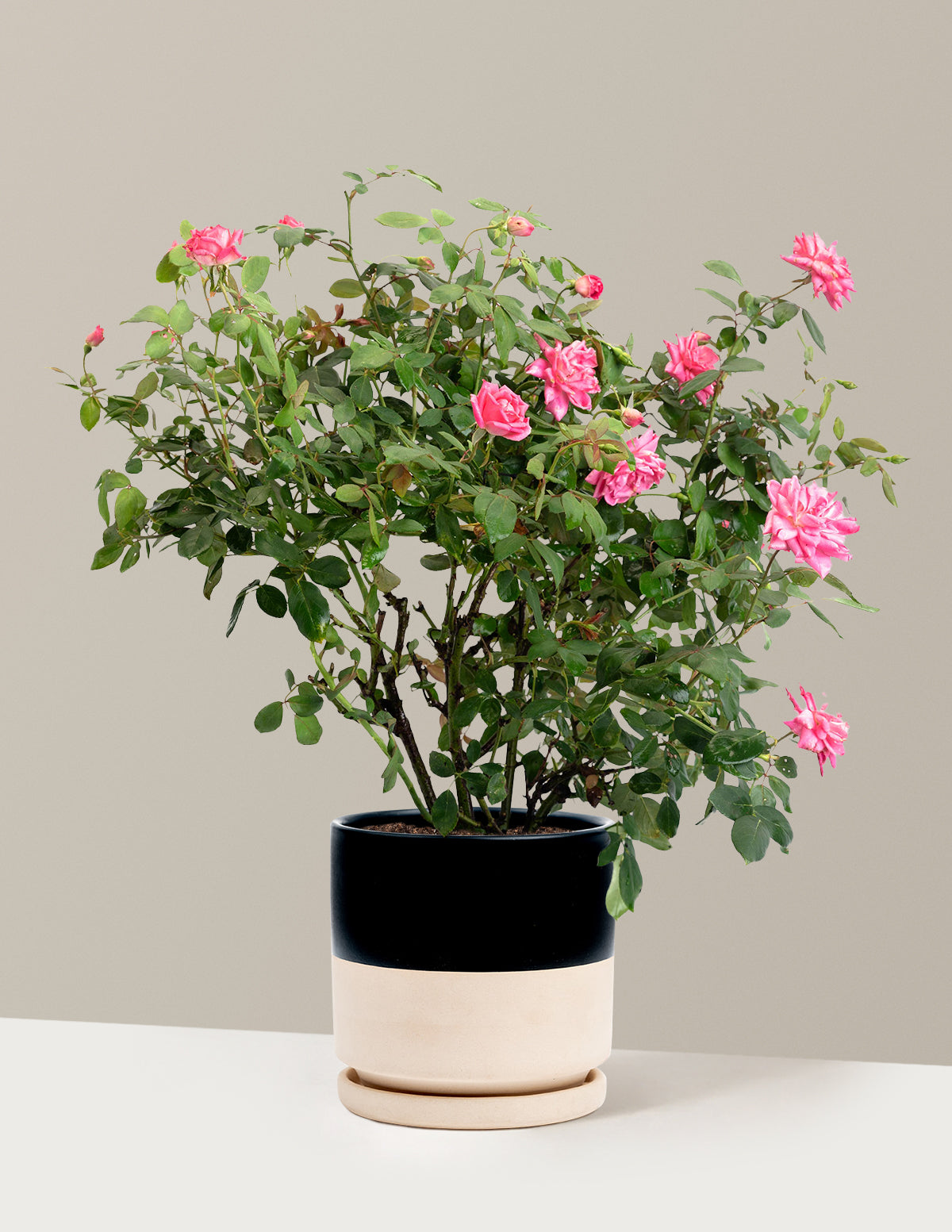 Pink Double Knock Out® Rose