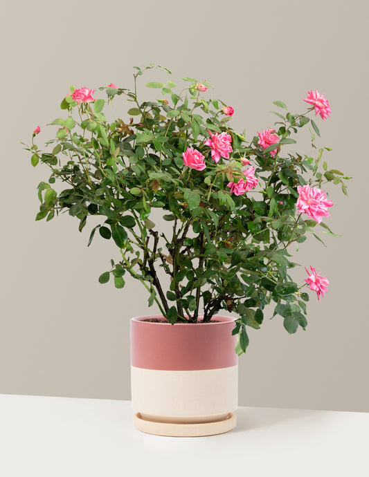 Pink Double Knock Out® Rose