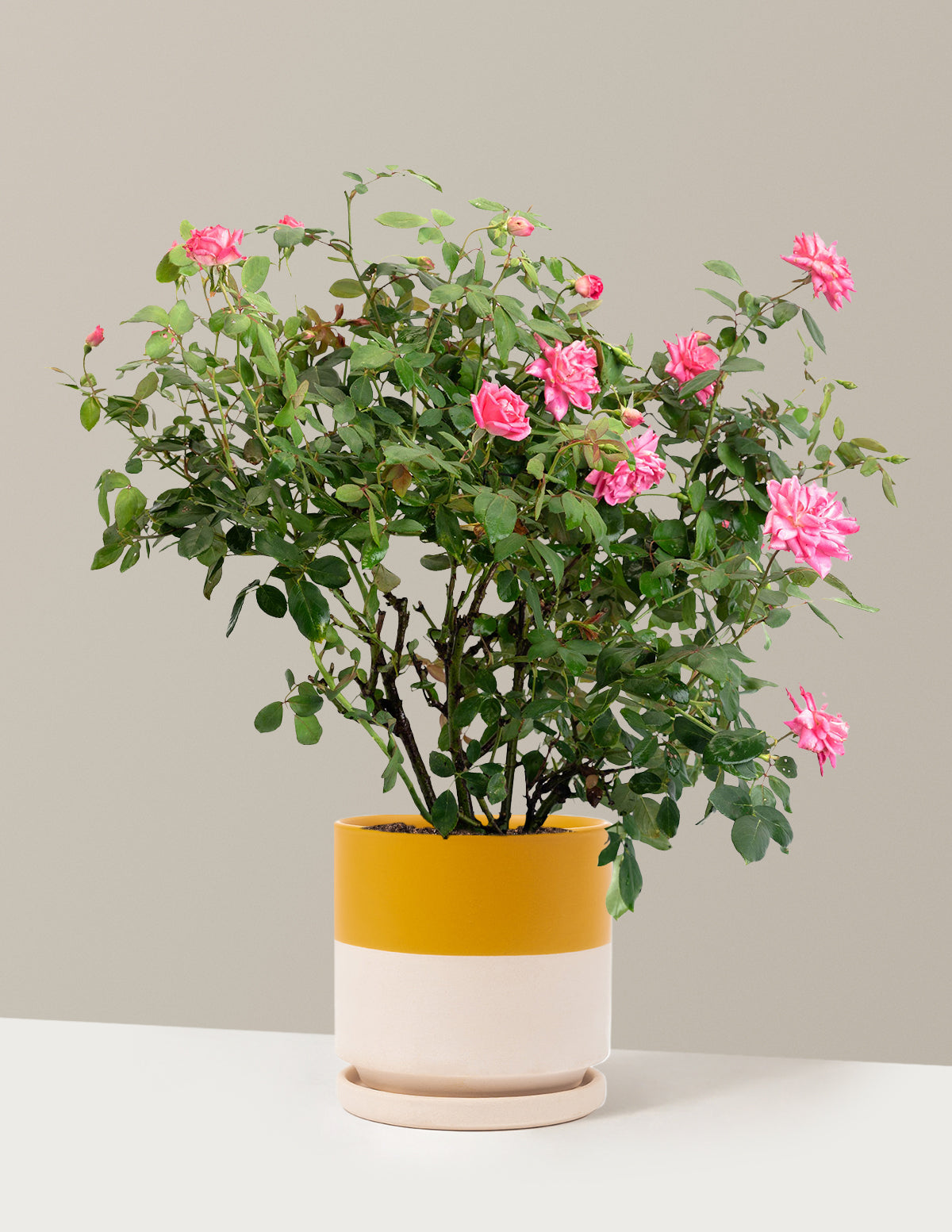 Pink Double Knock Out® Rose