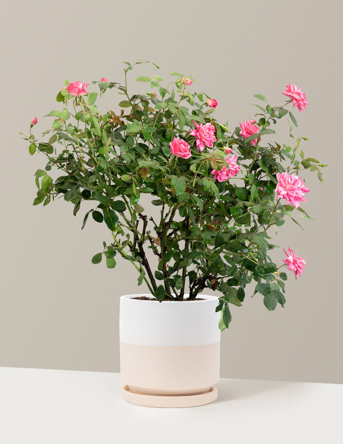 Pink Double Knock Out® Rose – The Sill