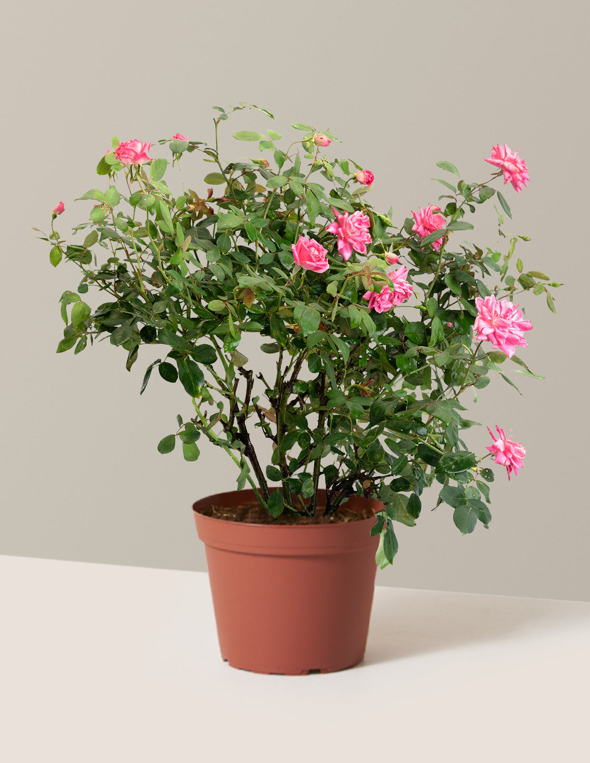 Pink Double Knock Out® Rose