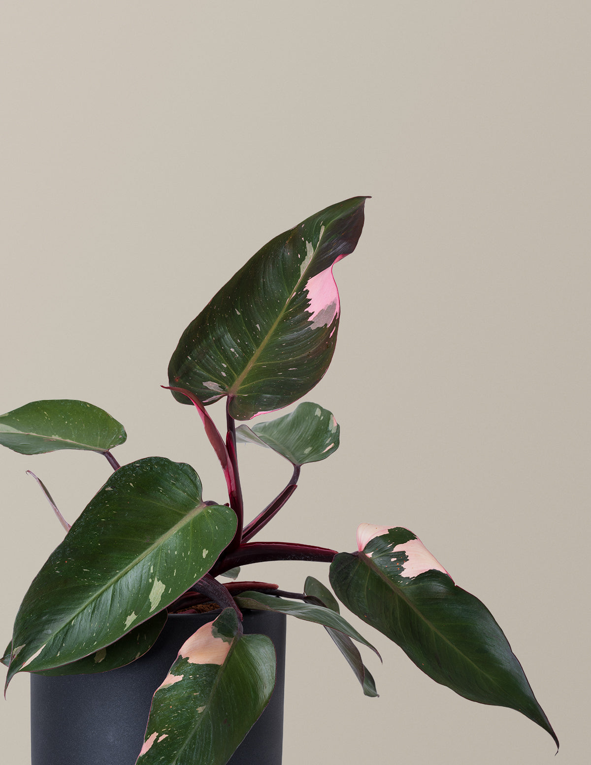 buy philodendron pink princess uk Philodendron Pink Princess Houseplant with Planter - Medium ( 7"-12" tall) Top Half Dusty Rose Planter