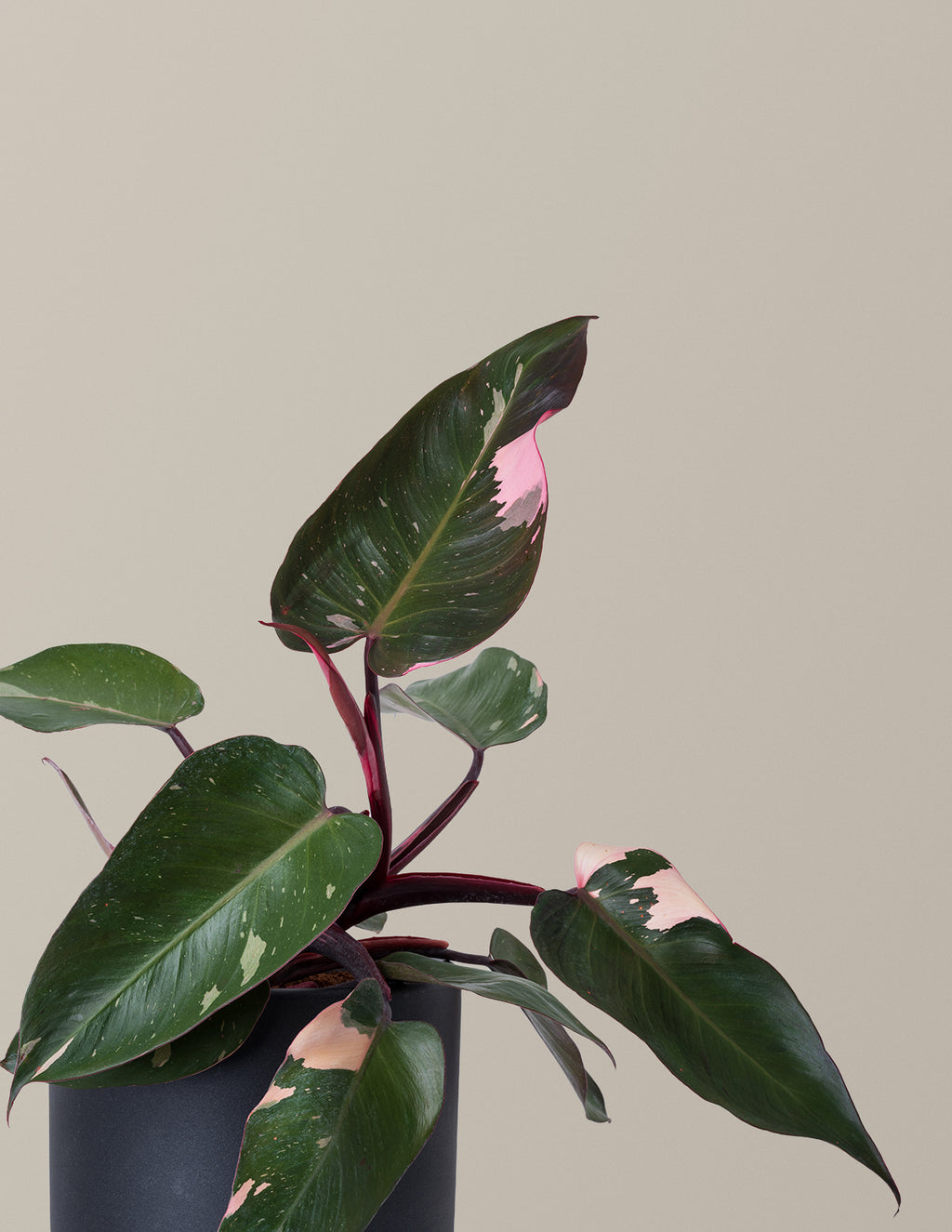 Philodendron Pink Princess