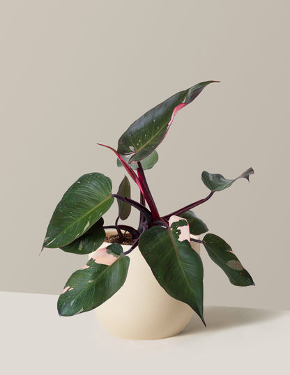 Philodendron Pink Princess