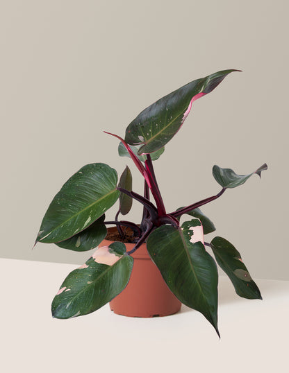 Philodendron Pink Princess