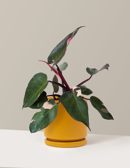 Philodendron Pink Princess