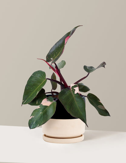 philodendron black pink Philodendron Pink Princess Houseplant with Planter - Small (4"-9" tall) White Planter