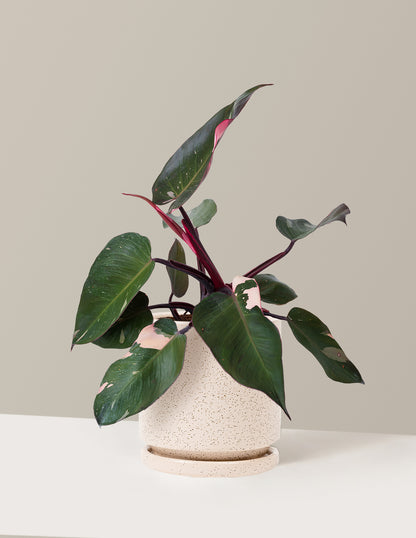 Philodendron Pink Princess
