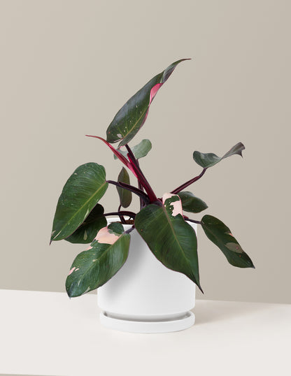 white princess philodendron with pink Philodendron Pink Princess Houseplant with Planter - Small (4"-9" tall) White Planter