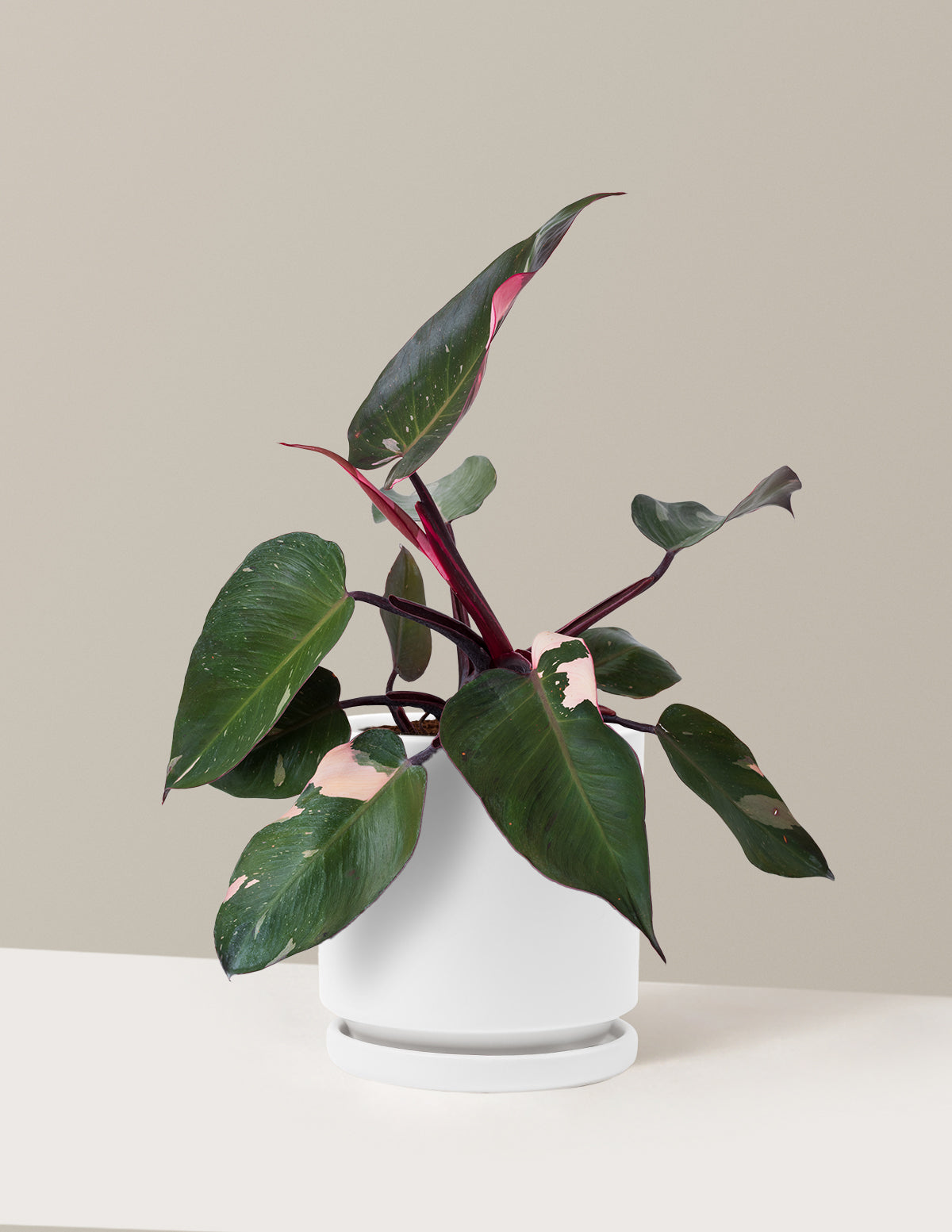 Philodendron Pink Princess