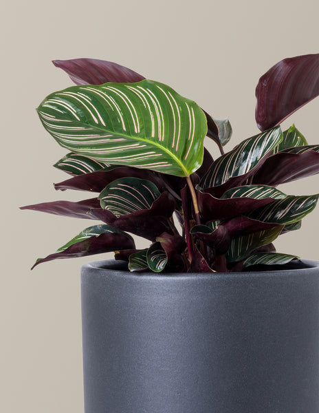 calathea stripestar Calathea Pinstripe | Unique Plants for Delivery