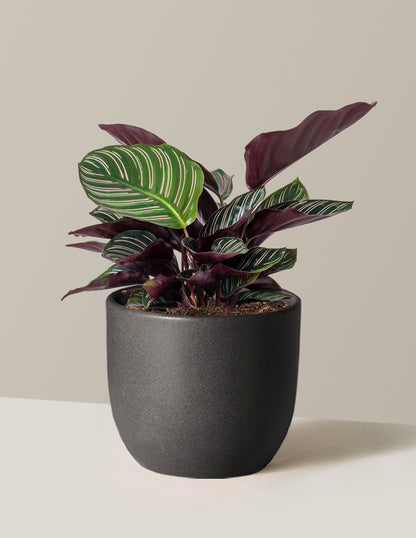 house plant with pink stripes on leaves Calathea Pinstripe | Unique Plants for Delivery
