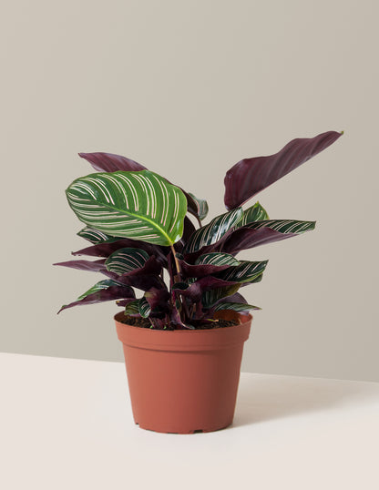 house plant with stripes Calathea Pinstripe | Unique Plants for Delivery