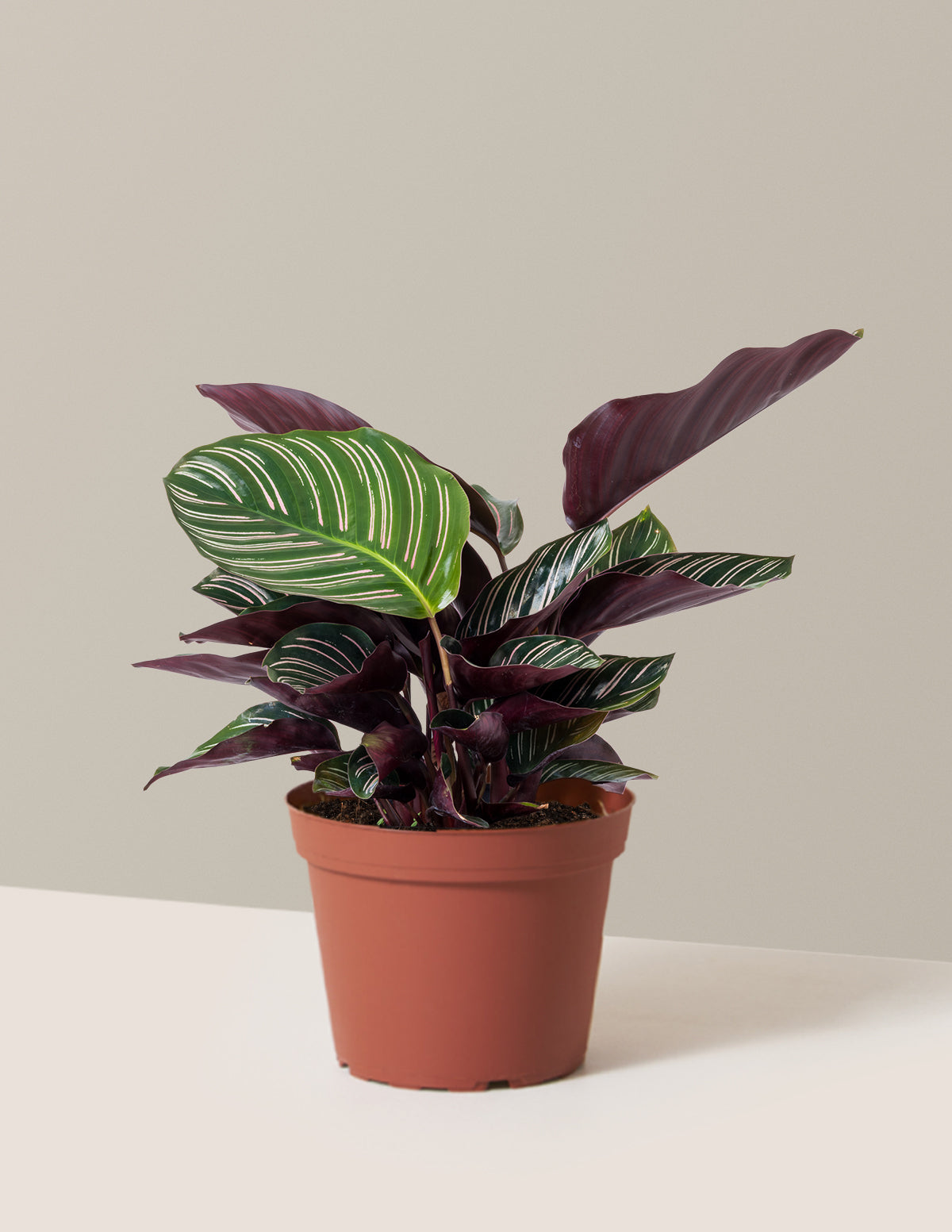 bundle | Medium | Grow Pot