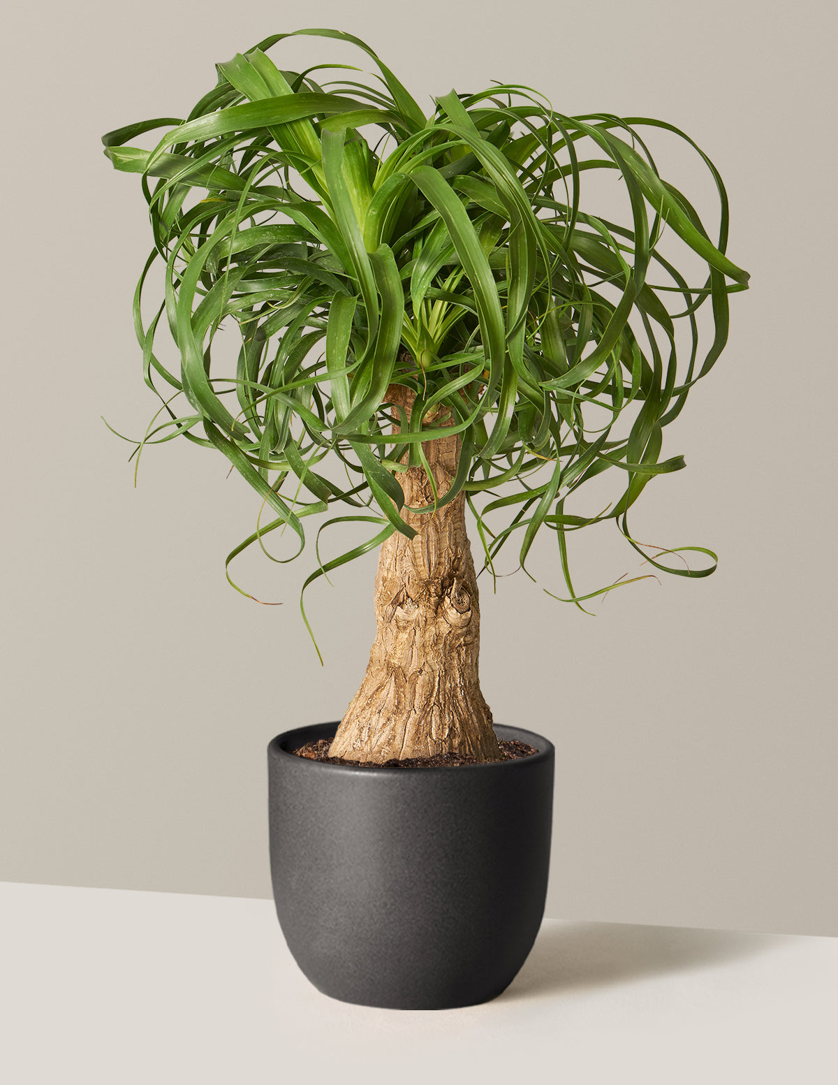 Ponytail Palm