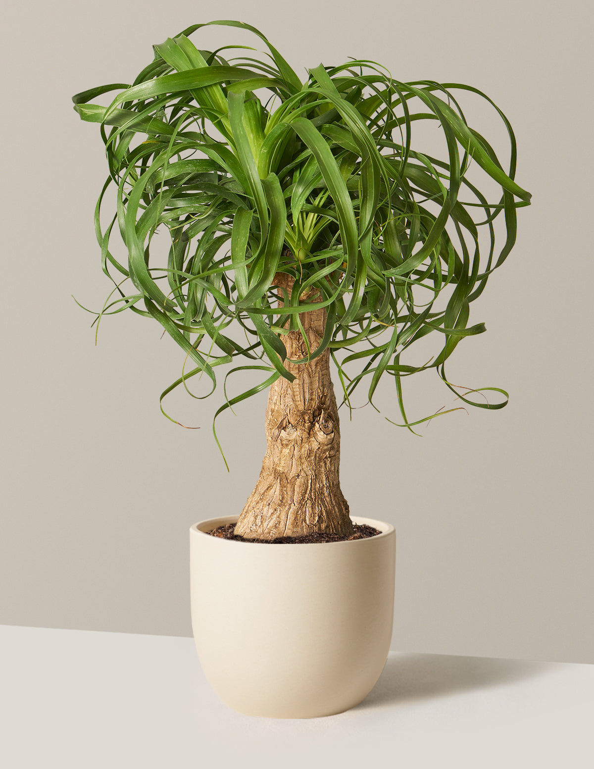 Ponytail Palm