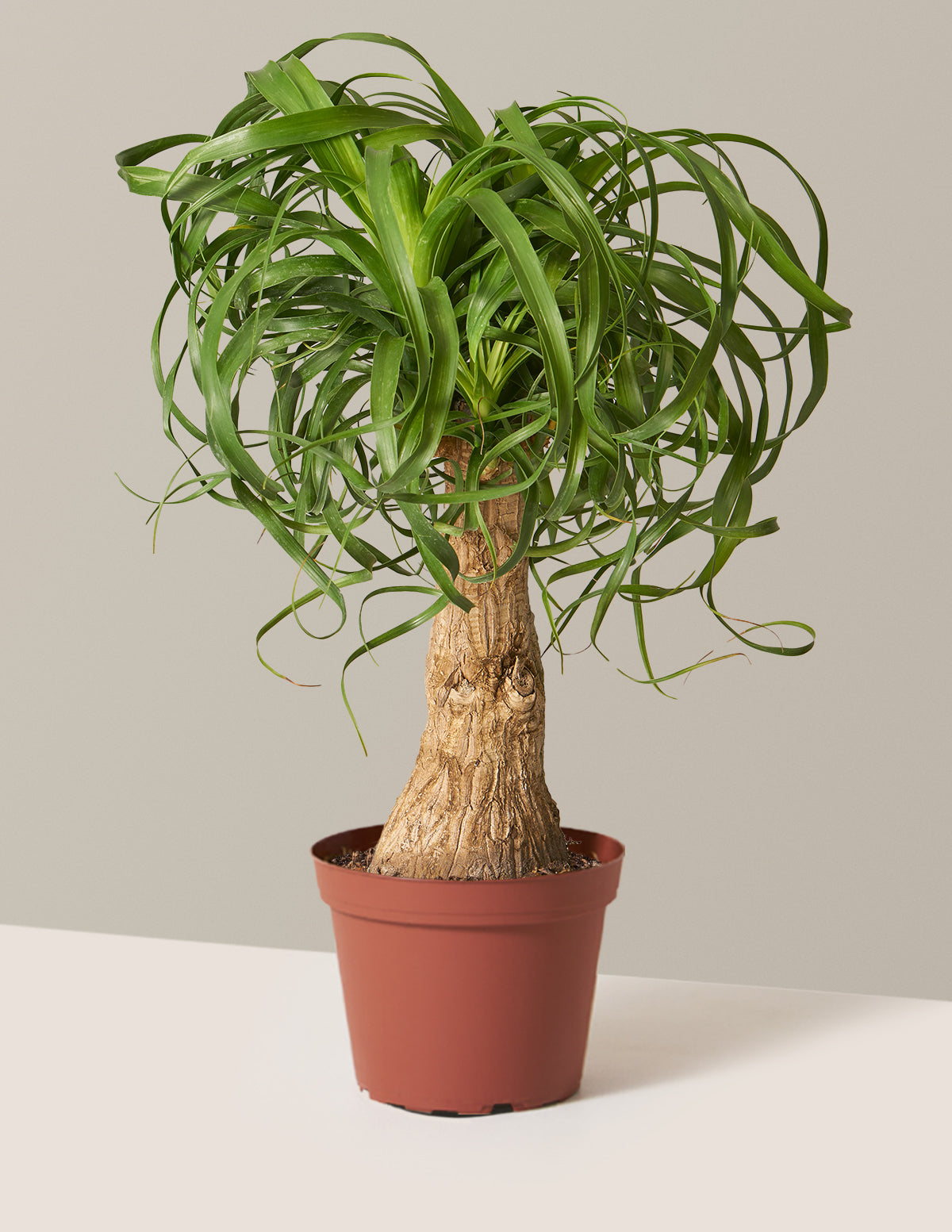 Ponytail Palm