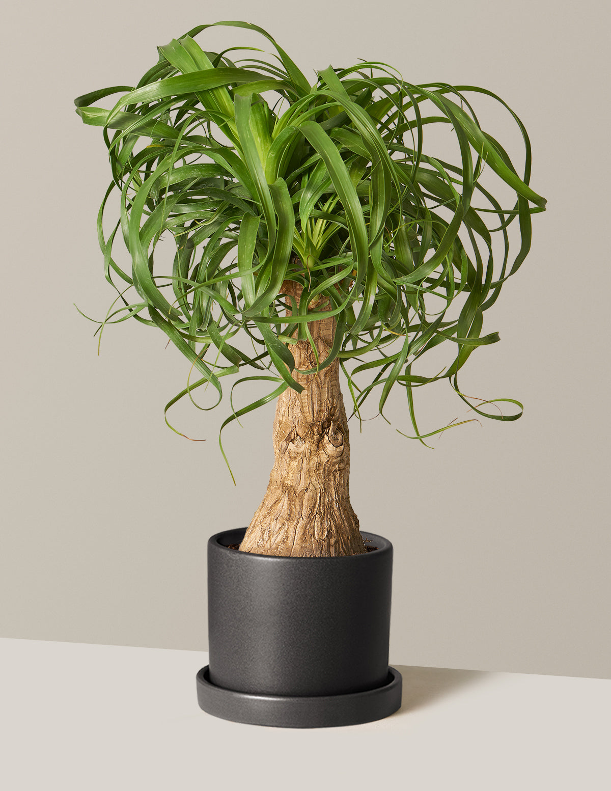 Ponytail Palm