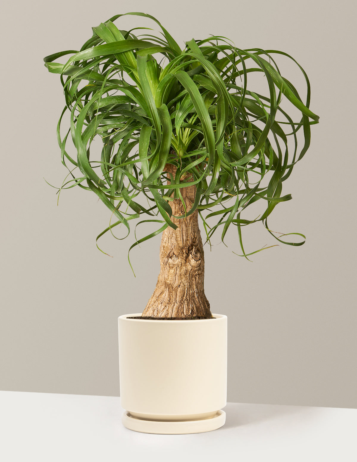 Ponytail Palm