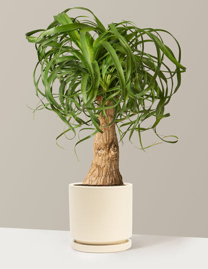 Ponytail Palm