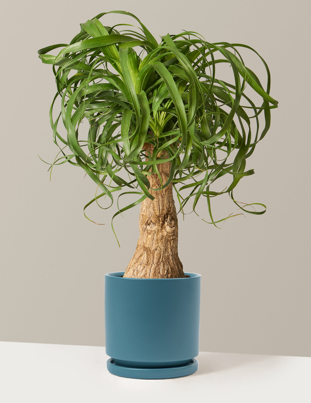 Ponytail Palm