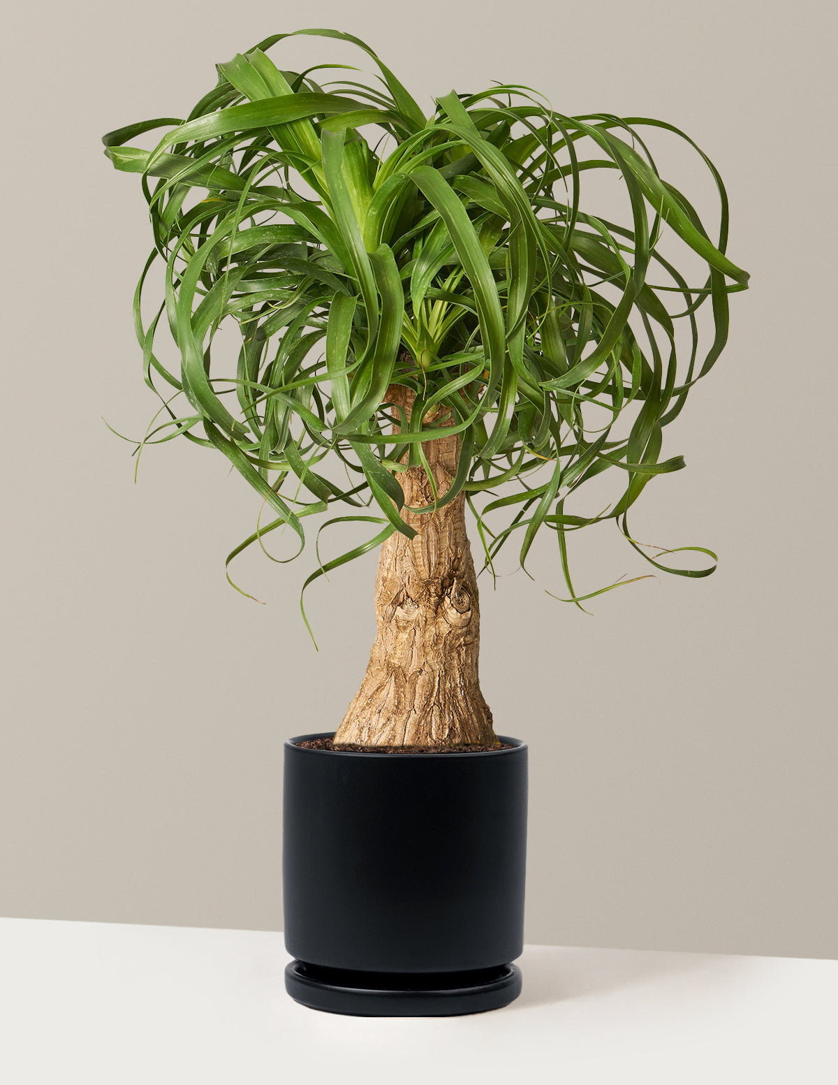 Ponytail Palm