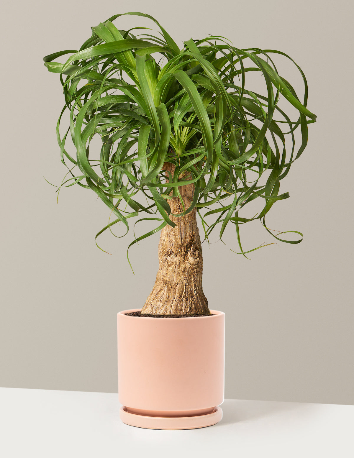 Ponytail Palm