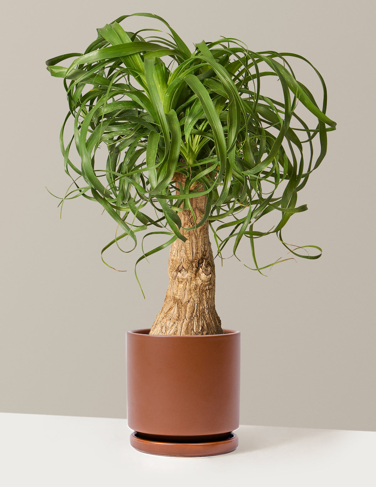 Ponytail Palm