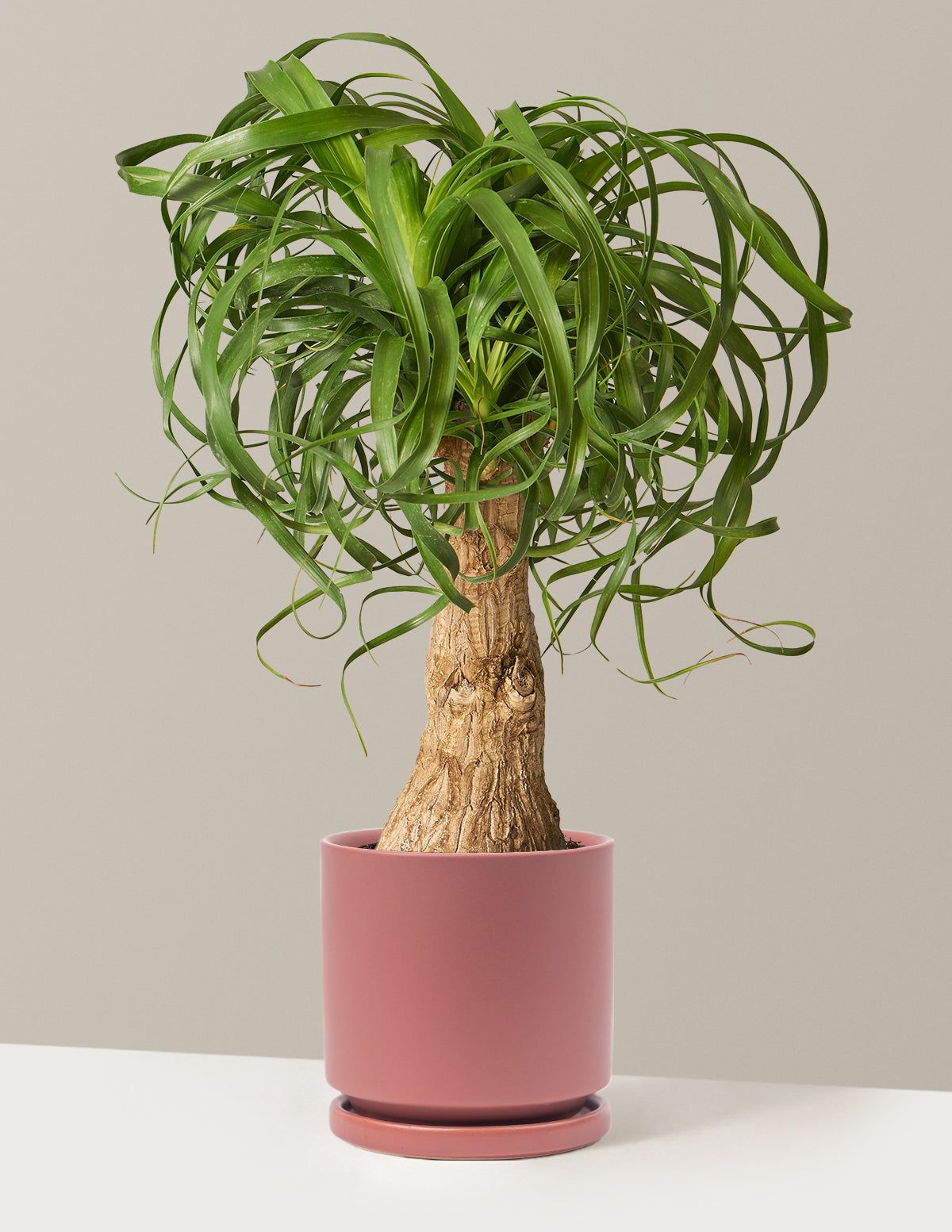 Ponytail Palm
