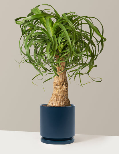 large ponytail palm for sale Large Ponytail Palm | Indoor Plants & Houseplants for Delivery