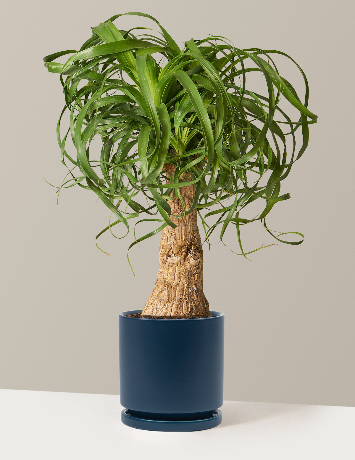 Ponytail Palm