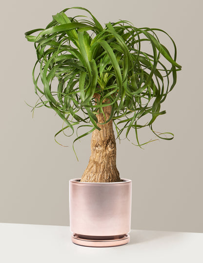 curly palm plant Ponytail Palm Houseplant with Planter - Large (20"-28" tall) Granite Planter