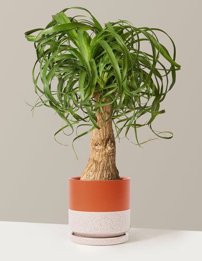 Ponytail Palm