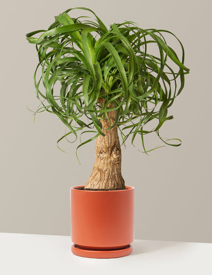 ponytail palm cost Ponytail Palm Houseplant with Planter - Large (20"-28" tall) Granite Planter
