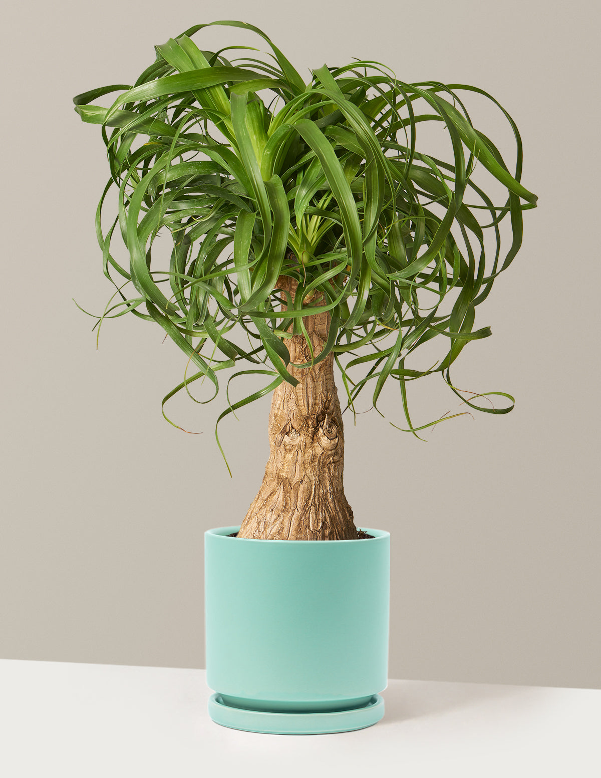 Ponytail Palm