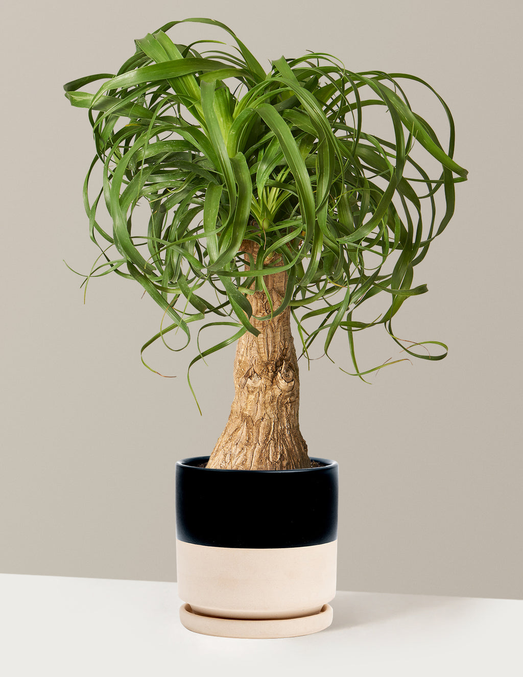 Ponytail Palm