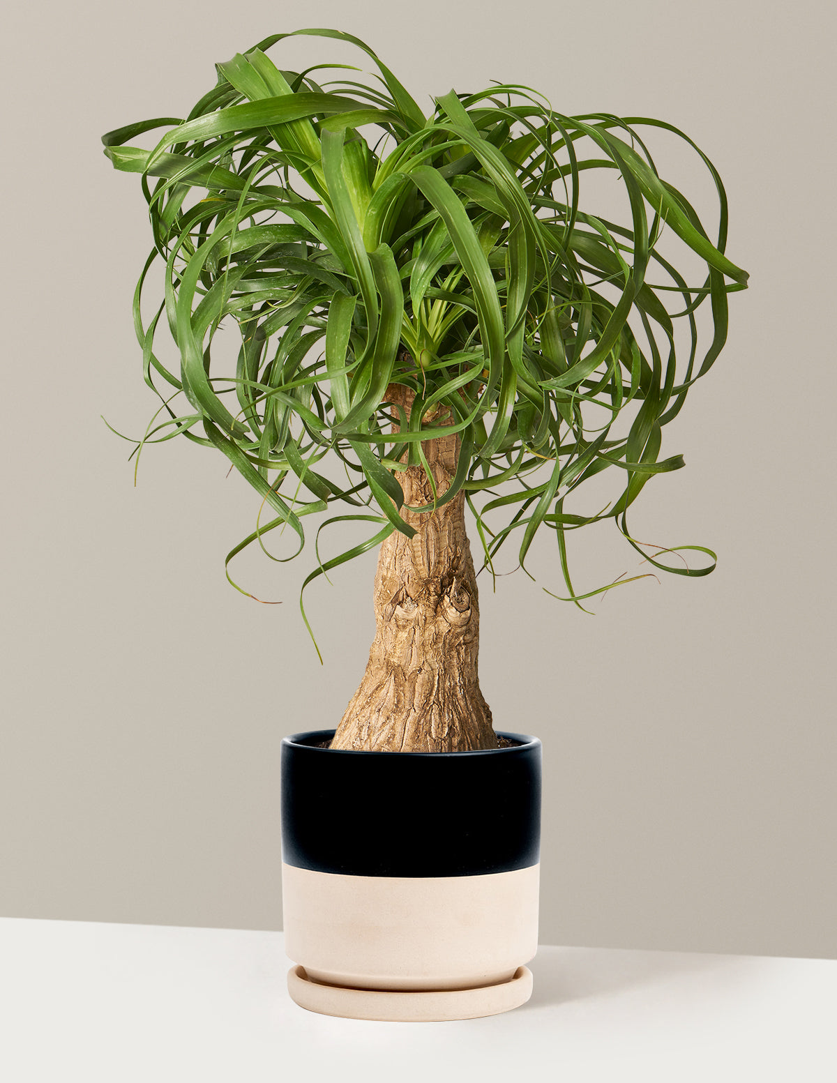 Ponytail Palm