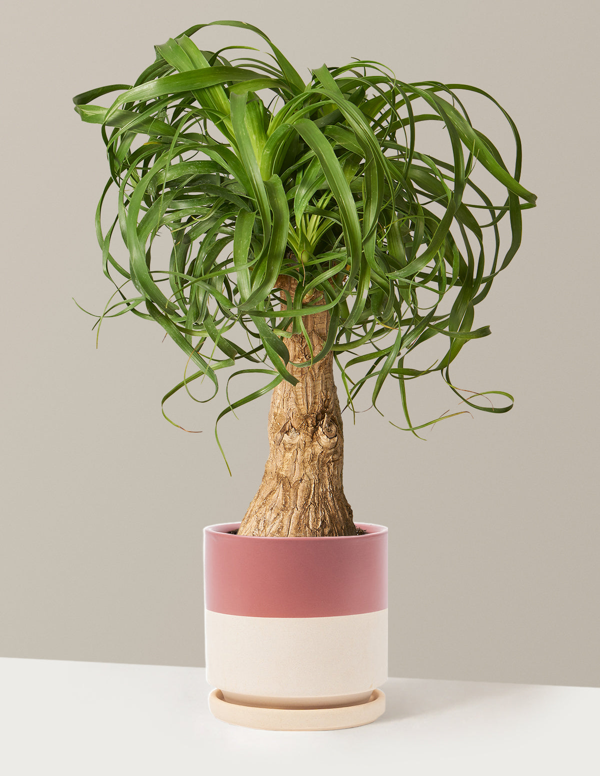 Ponytail Palm
